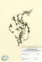 藏品(節節花)的圖片